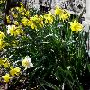 Daffodils - March 2010