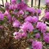 Azaleas  - April 2010