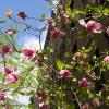 Flowering magnolia - April 2010