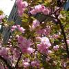 Flowering cherry - April 2010