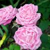 Heritage Roses - the beginning of the Grinnell's Heritage Rose Garden