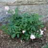 Marie Daley, first blooms, June 2011