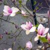 Magnolias on 157th Street: Vickie Pozzolini